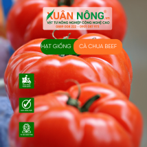 Hạt giống cà chua beef