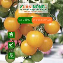 Hạt giống cà chua bi lùn vàng