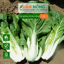 Hạt giống cải bẹ trắng