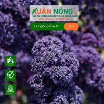 Hạt giống cải kale tím