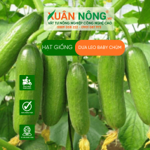Hạt giống dưa leo baby chùm