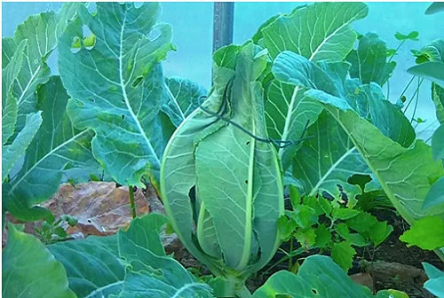hướng dẫn tự trồng súp lơ trắng tại nhà