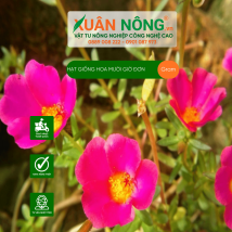 Hạt giống hoa mười giờ đơn