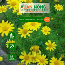 Hạt giống hoa cúc sao băng