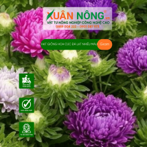 Hạt giống hoa cúc Đà lạt nhiều màu