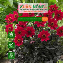Hạt giống hoa thược dược đỏ cánh đơn
