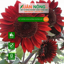 Hạt giống hoa hướng dương đỏ