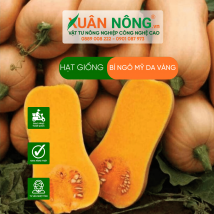 Hạt giống bí ngô mỹ da vàng