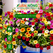Hạt giống hoa dạ yên thảo