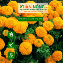 Hạt giống hoa vạn thọ cao