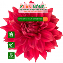 Hạt giống hoa thược dược