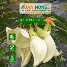 Hạt giống so đũa