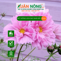 Hạt giống hoa sao nhái kép