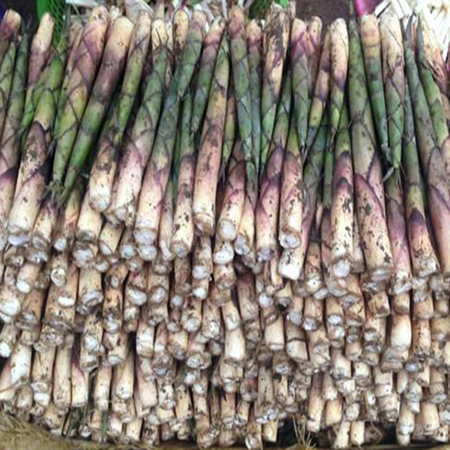 Cây Măng Sặt
