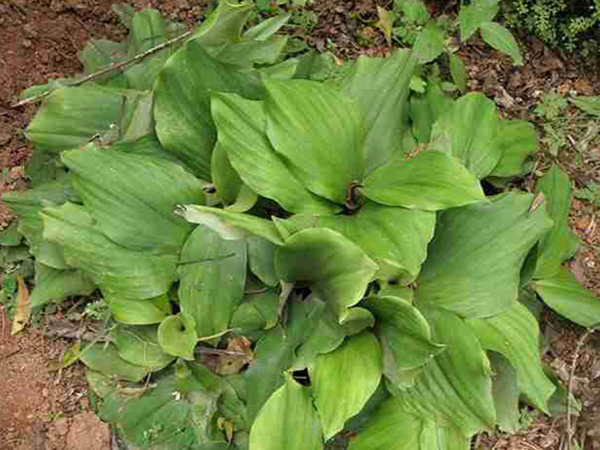 Cây Địa Liền