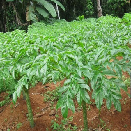 Cây Khoai Nưa
