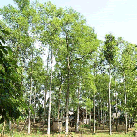Cây Giổi Xanh
