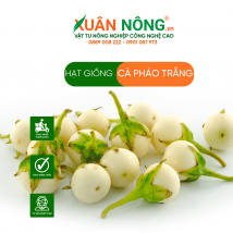 Hạt giống cà pháo trắng