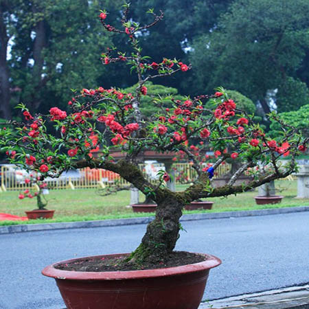 Cây Đào Thất Thốn