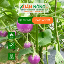 Hạt giống cà pháo tím
