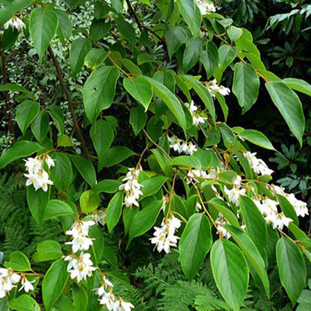 Cây Bồ Đề