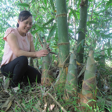 Cây Tre Bát Độ