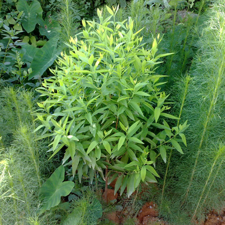 Cây Đàn Hương