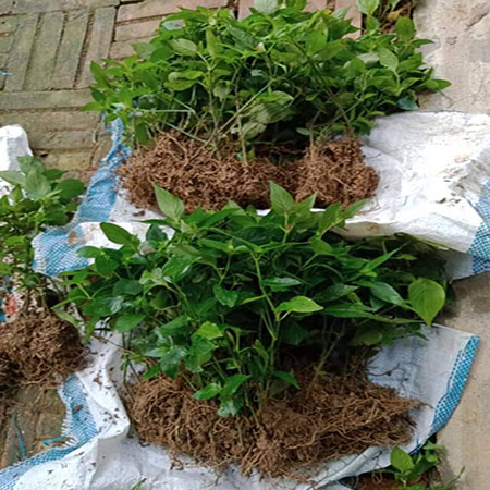 Cây Cơm Nếp
