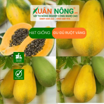 Hạt giống đu đủ ruột vàng