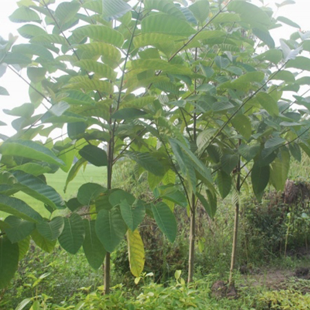 Cây Gáo Vàng