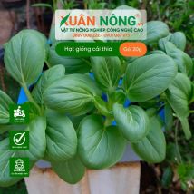 Hạt giống cải thìa