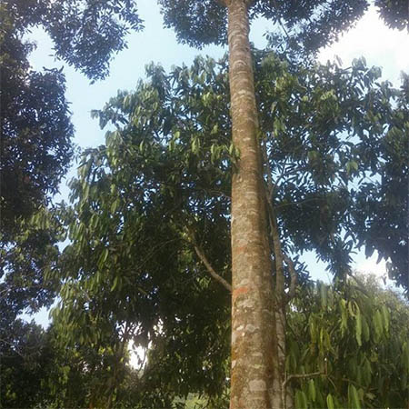 Cây Re Gừng