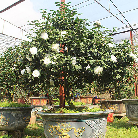 Cây Hoa Bạch Trà