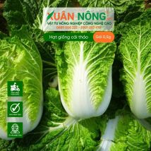 Hạt giống cải thảo