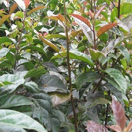 Giống Cây Xạ Đen