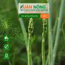 Hạt giống măng tây