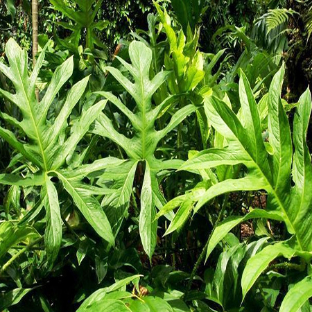 Giống Cây Chóc Gai