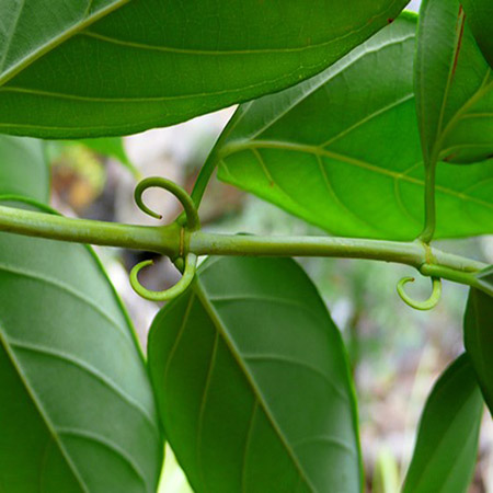 Giống Cây Câu Đằng