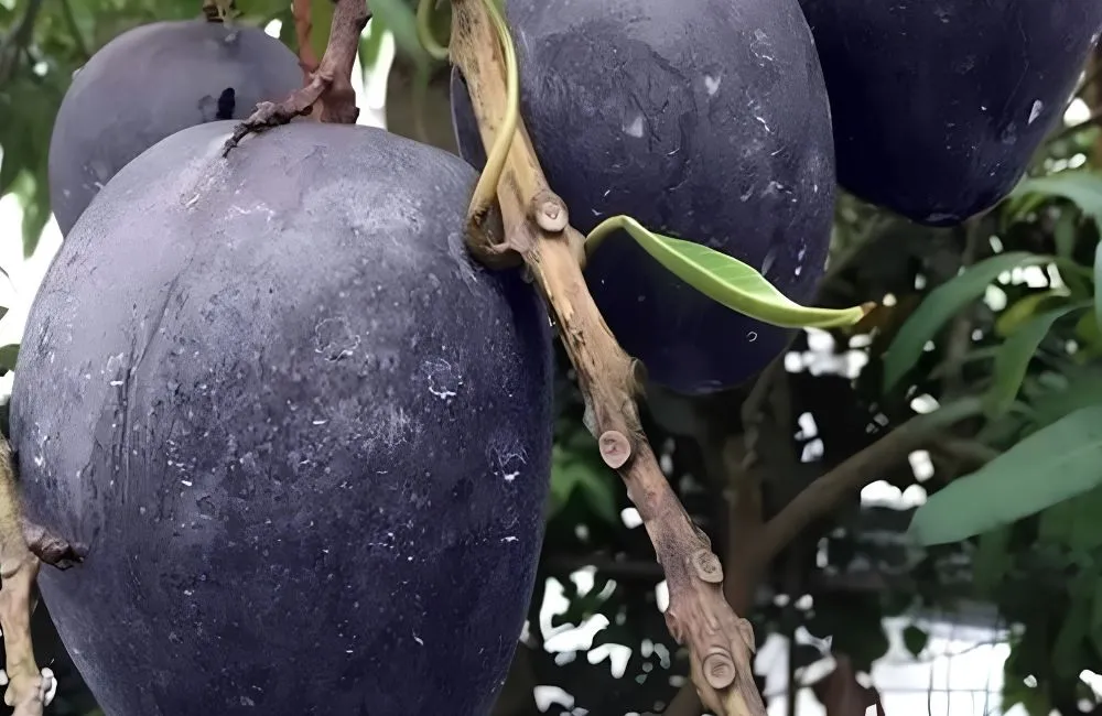 Xoài Black Stone 