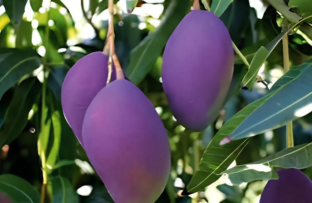 Xoài Black Stone 