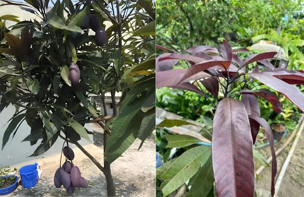 Xoài Black Stone 