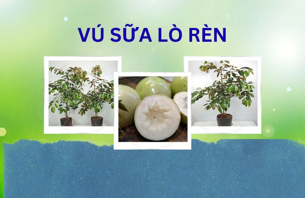 Vú sữa Lò Rèn 