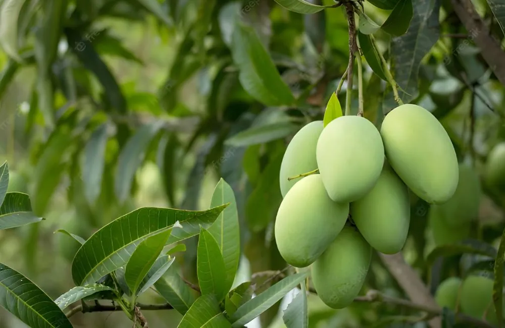 Tiềm năng kinh tế xoài Tứ Quý