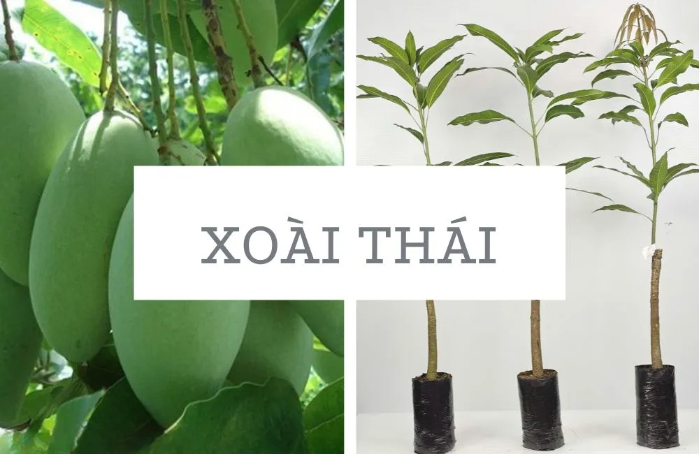 Xoài Thái 