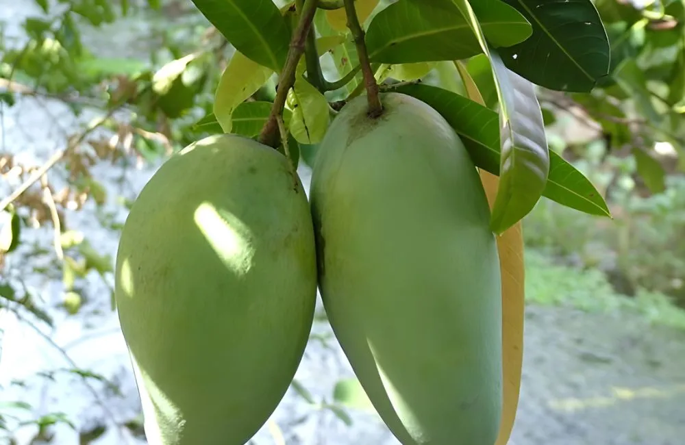 Xoài Thái 