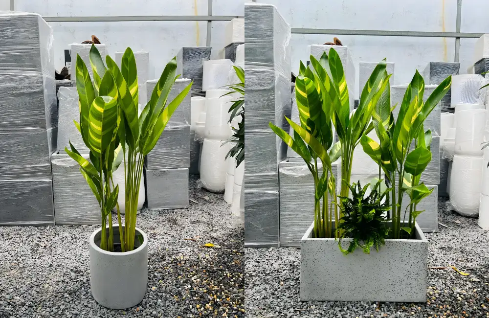 Trồng Chuối Florida Var cảnh quan sân vườn