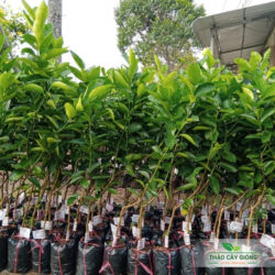 Cây giống Chanh Không Hạt