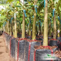 Cây giống sầu riêng Musang King