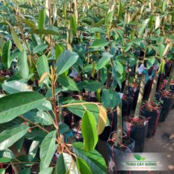 Cây giống sầu riêng Ri6