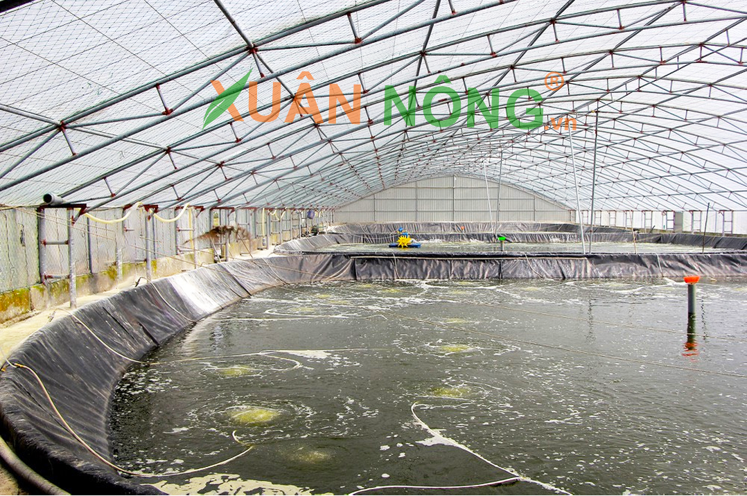 nha-mang-nuoi-tom-xuan-nong